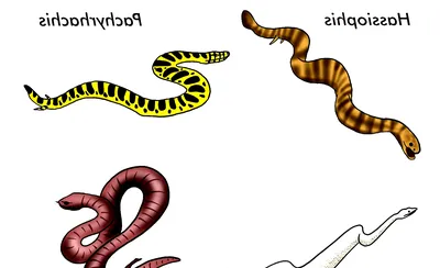 Evolution of a Snake