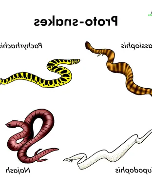 Evolution of a Snake Chicago